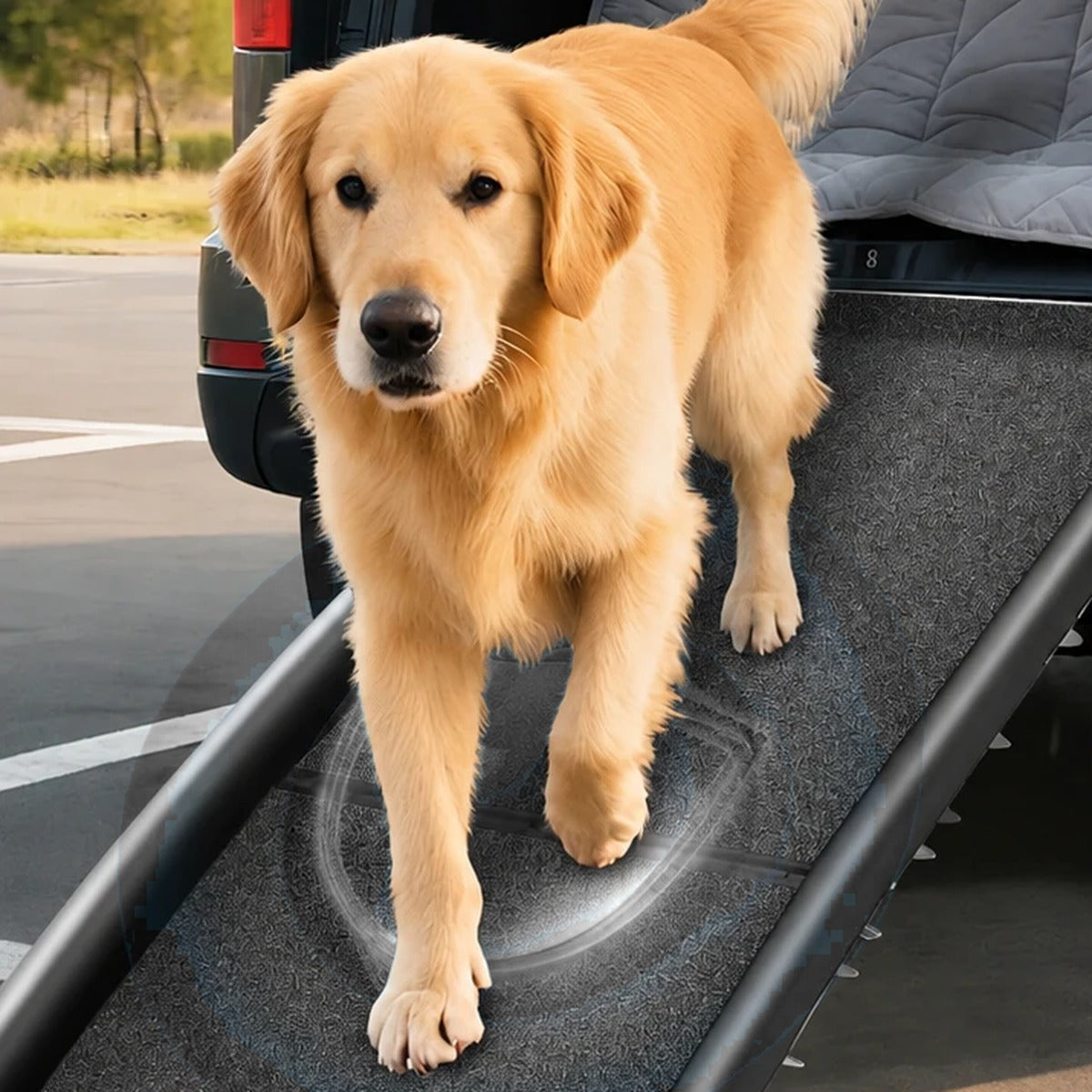 Golden retriever walking down a folding dog ramp from the boot of a car
