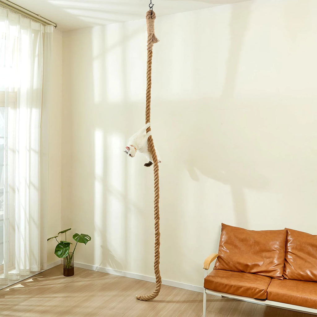 Jute cat climbing rope hanging from the ceiling in a bright living room, a white cat climbing halfway up