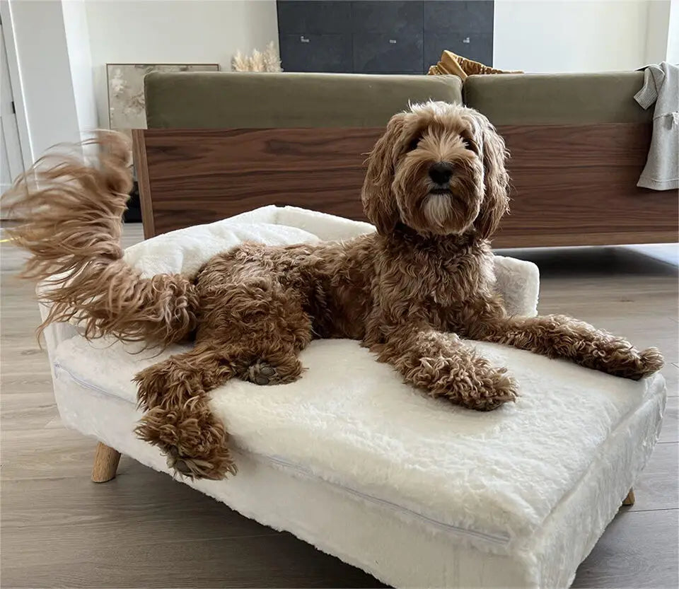 Large curly-coated brown dog lying on a white plush chaise longue dog bed in a living room