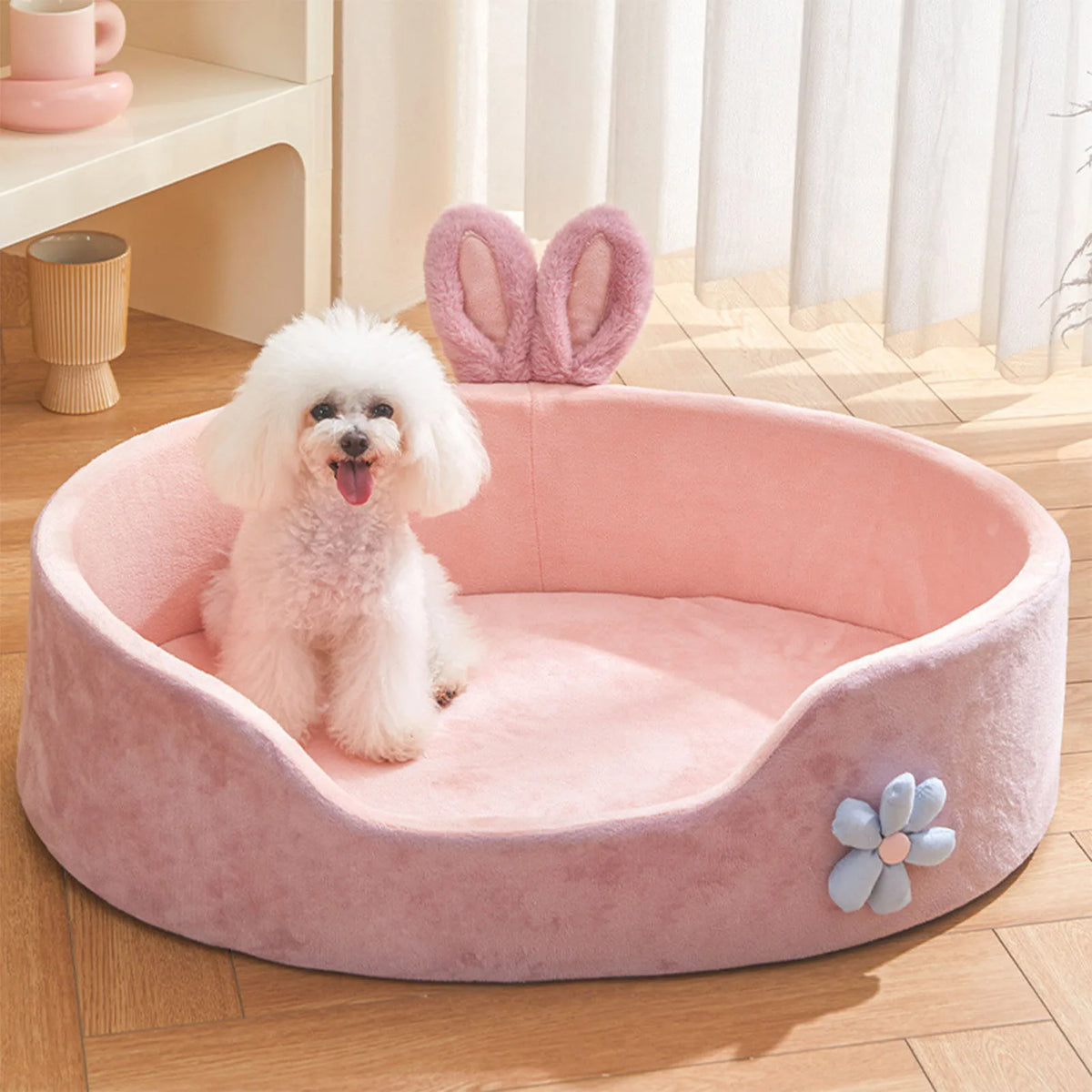 Small white poodle sitting in the pink round bed with bunny ears, on a wooden floor by a curtained window