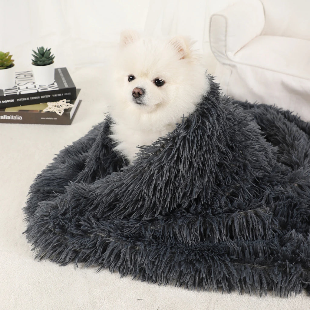 White Pomeranian wrapped in a dark grey shaggy blanket, sitting on a cream rug beside a sofa and books