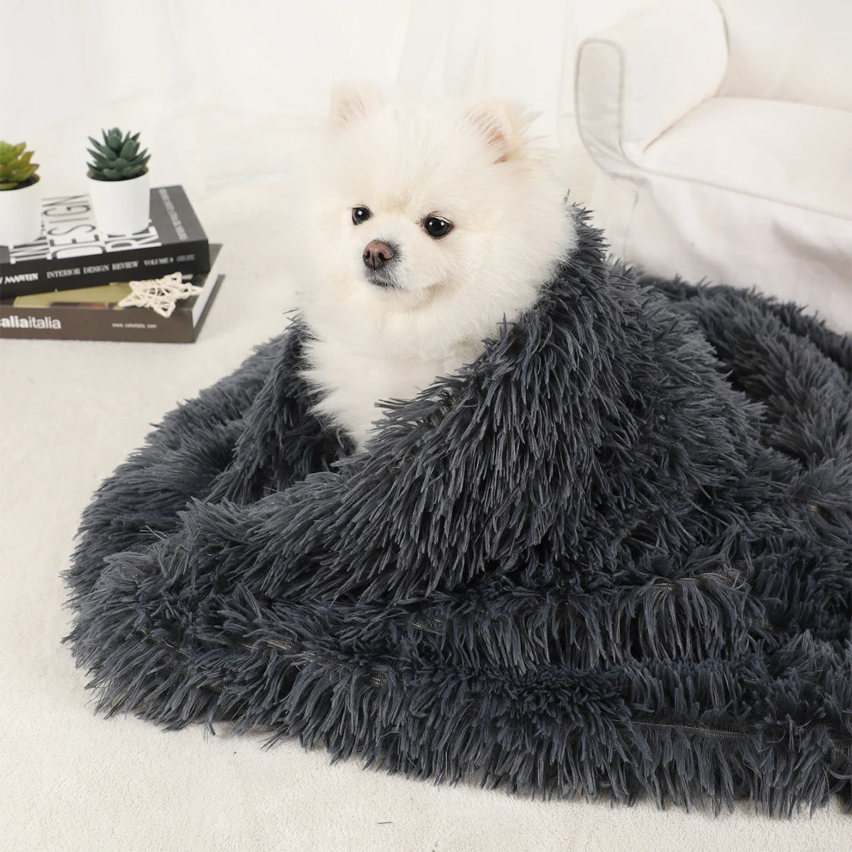 White Pomeranian wrapped in a dark grey shaggy blanket, sitting on a cream rug beside a sofa and books