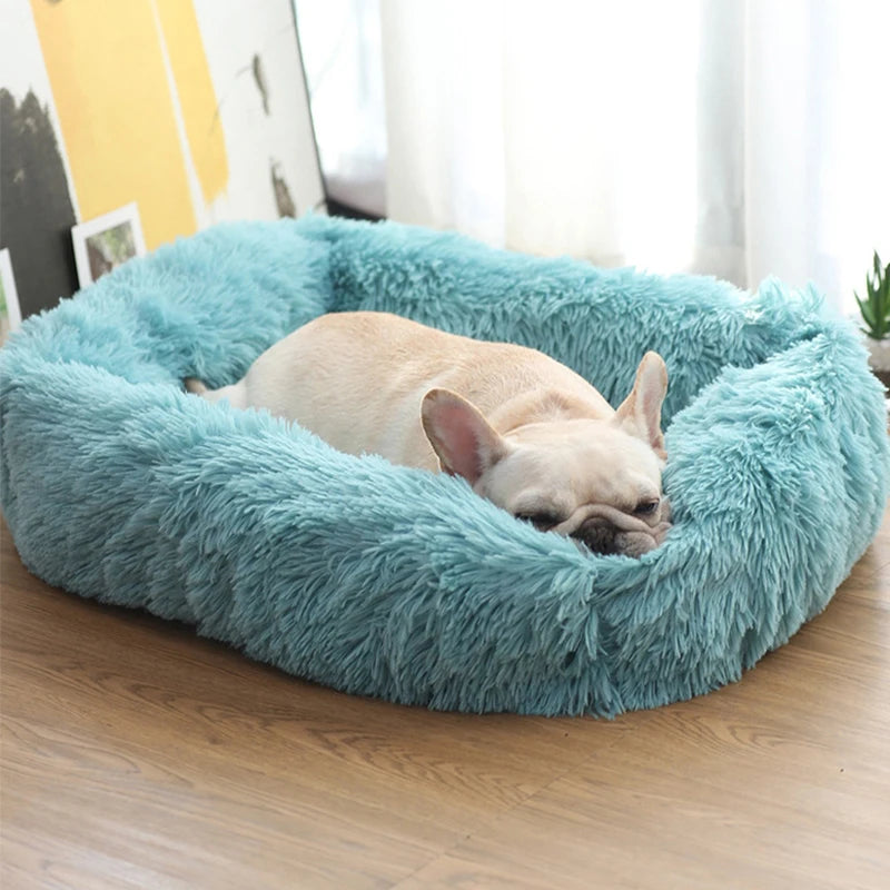 French bulldog asleep in a teal long-plush square bed on a wooden floor by a window
