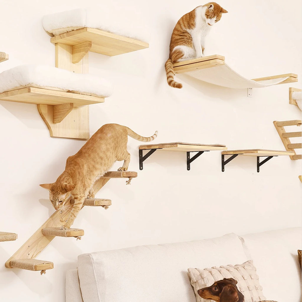 Ginger cat stepping down a wooden wall ladder, a second cat on a canvas hammock and a dachshund on the sofa below