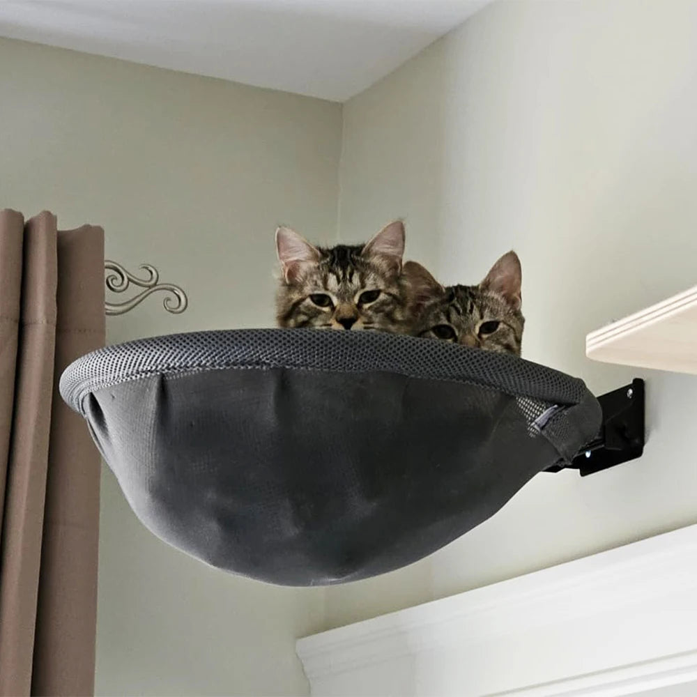 Two tabby kittens peeking over the rim of a grey mesh wall mounted cat hammock fixed high on a wall