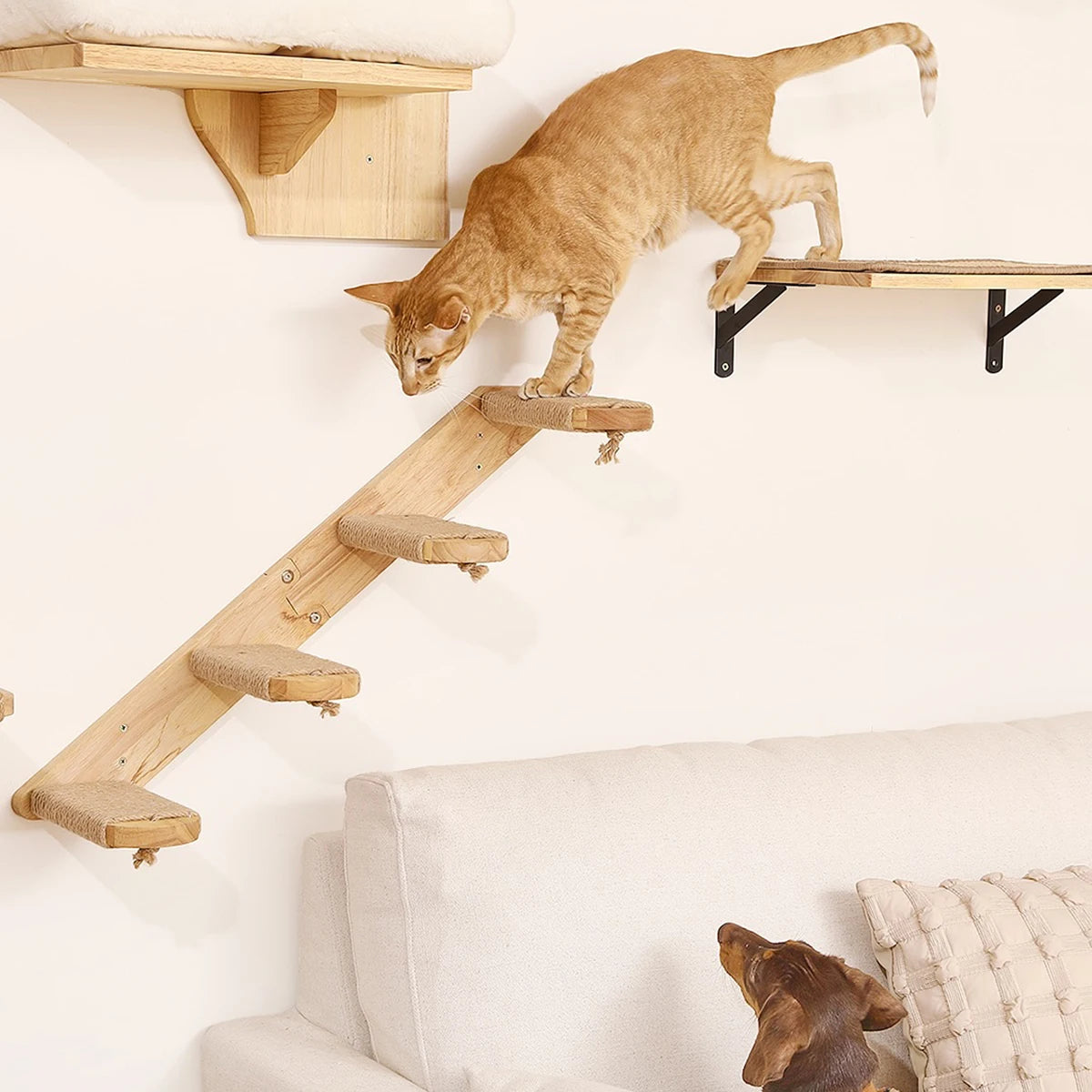 Close-up of a ginger cat walking down a wooden wall ladder with sisal-wrapped steps, a dachshund peeking up from the sofa