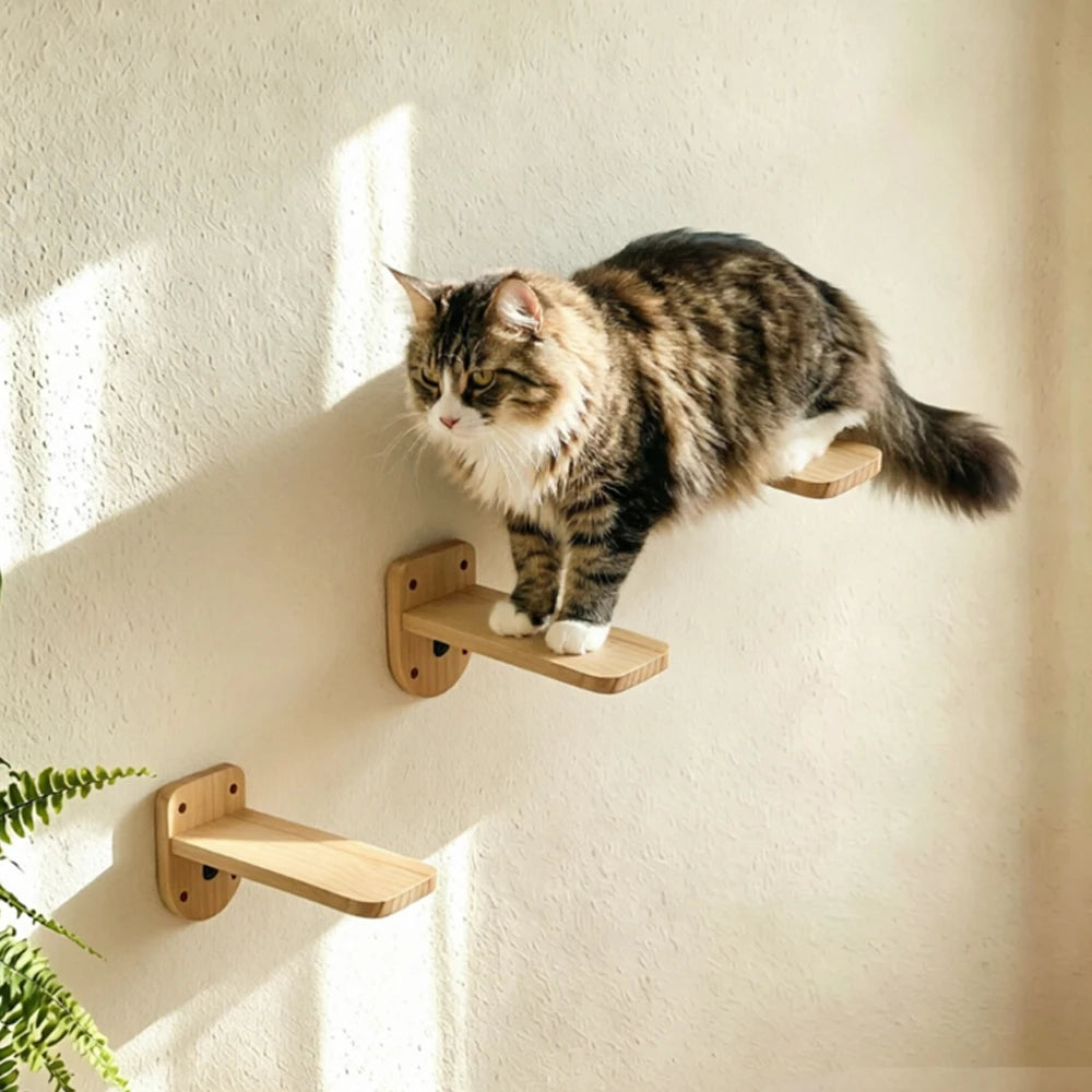 Two wooden wall perches on a textured cream wall, a long-haired tabby and white cat walking across them